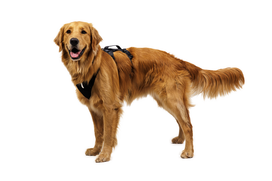 CompressedPNG-3090_Ridgeline-Harness_Obsidian-Black_On-Dog-3_STUDIO.png